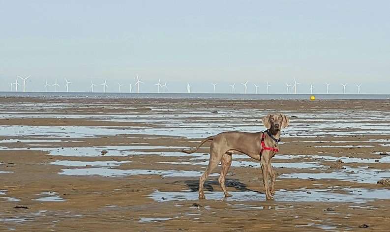 Paddy on the beach