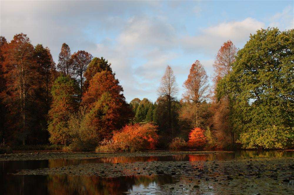 Paul Weller will perform at Bedgebury Pinetum