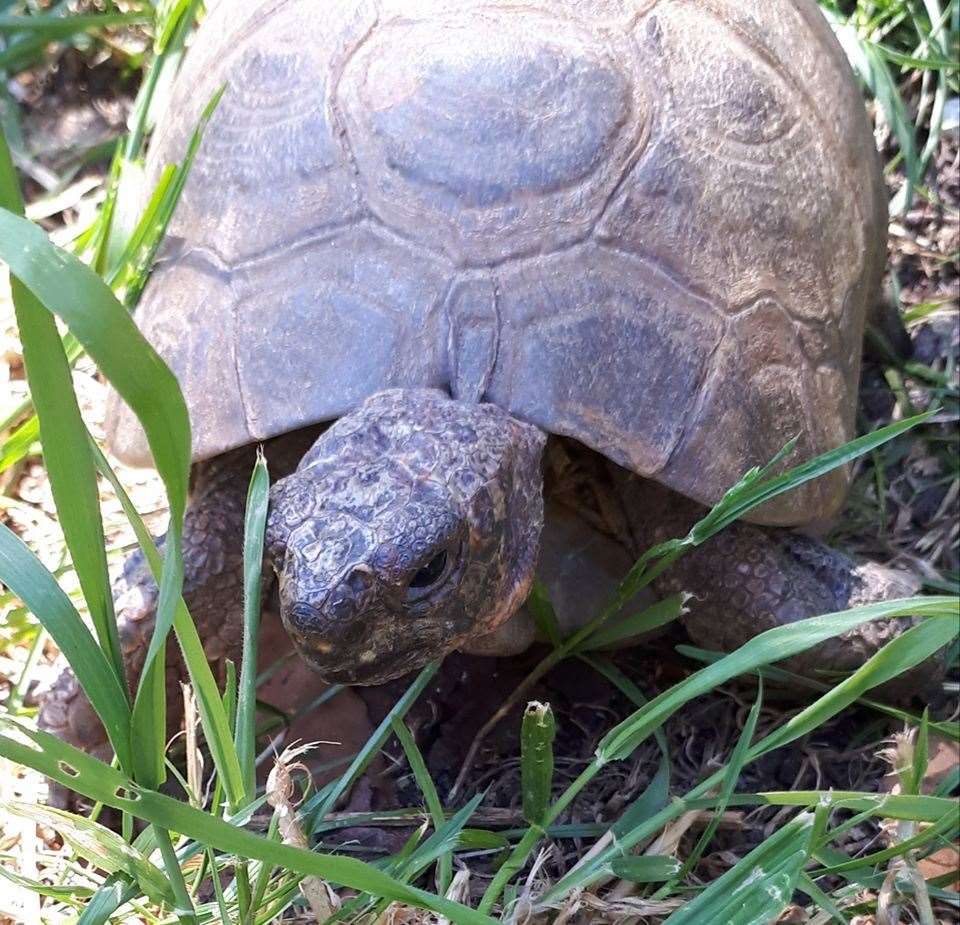 The tortoise was found near the A299 in Faversham. Picture: Thanet Tortoise/Turtle & Terrapin Rescue