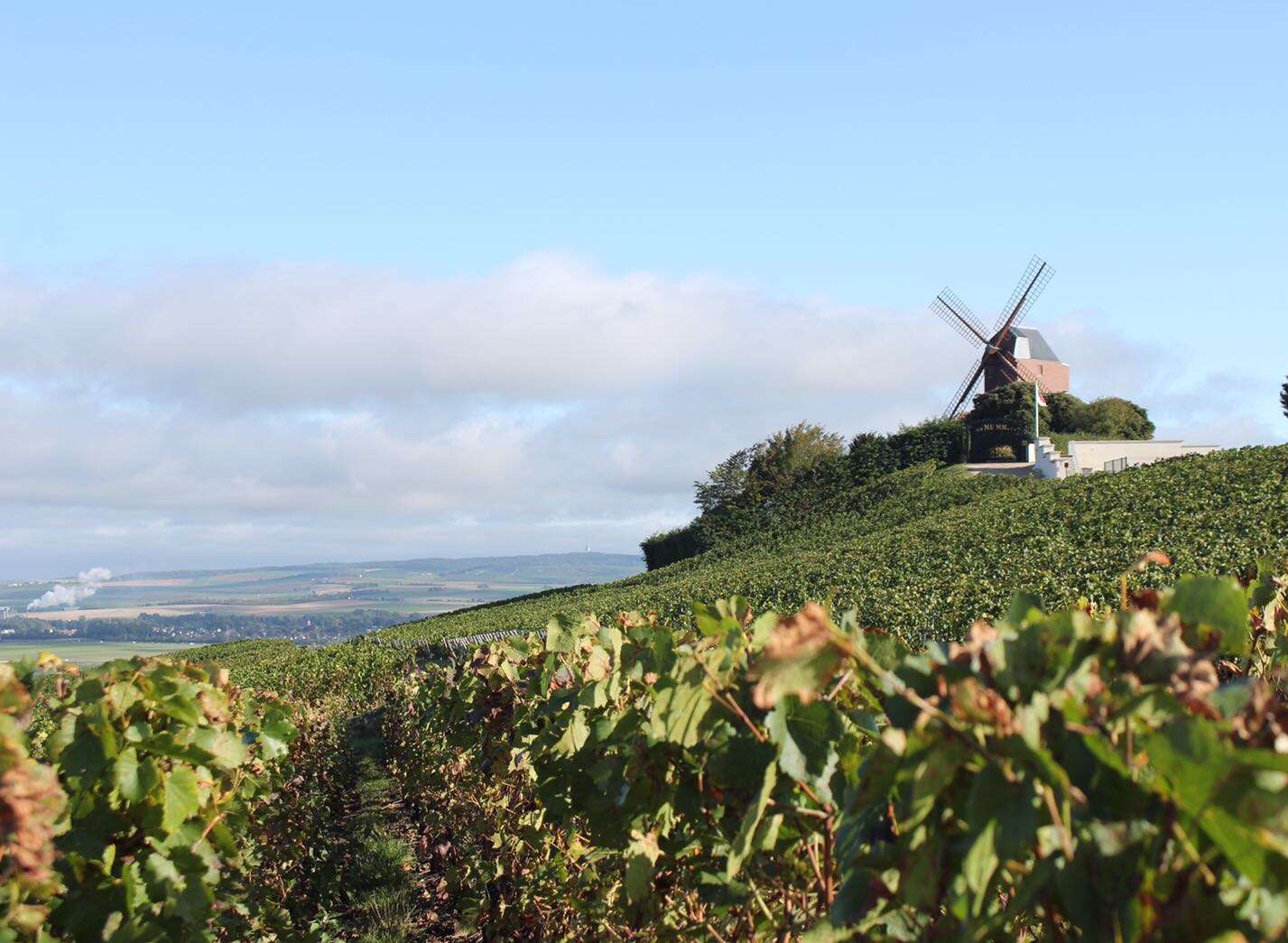 Throughout the region there is some 34,000 hectares of vineyards.