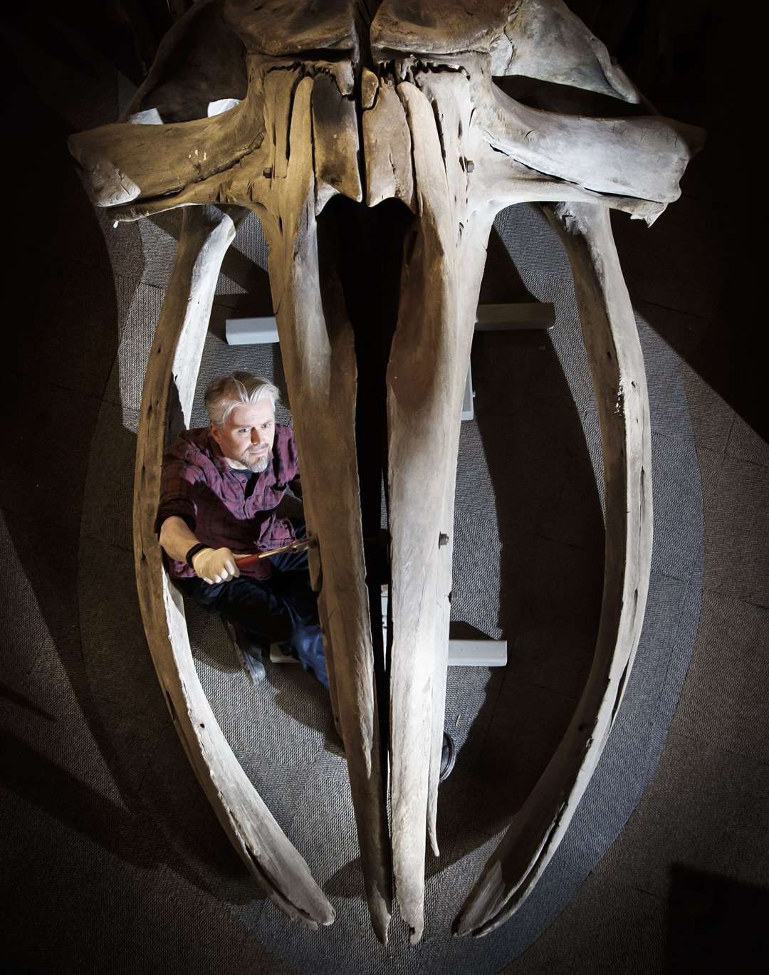 Conservator Nigel Larkin begins work to dismantle the 40ft juvenile North Atlantic right whale skeleton, the largest artefact in Hull Maritime Museum’s collection (Danny Lawson/PA)