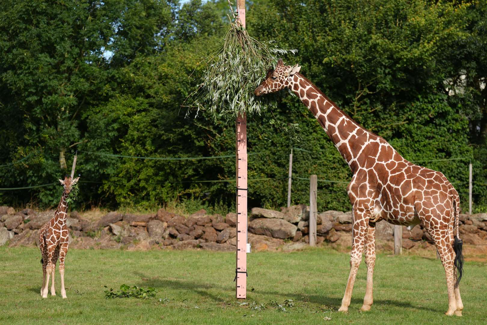 And the zoo’s endangered reticulated giraffes were tempted using their favourite food, a willow branch (Joe Giddens/PA)