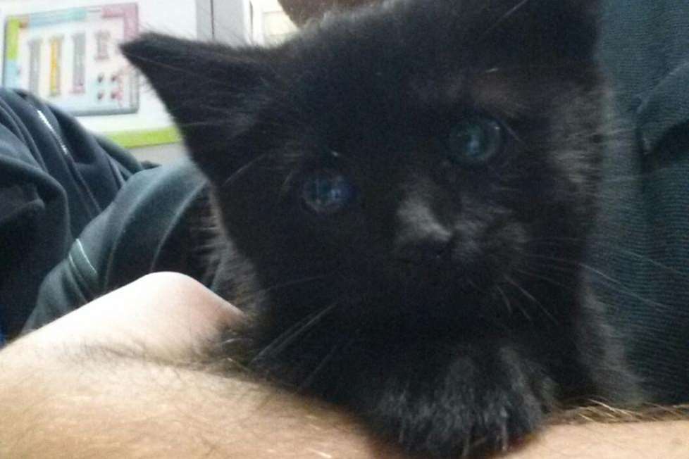 The kitten with a broken leg has been nicknamed Co-Op