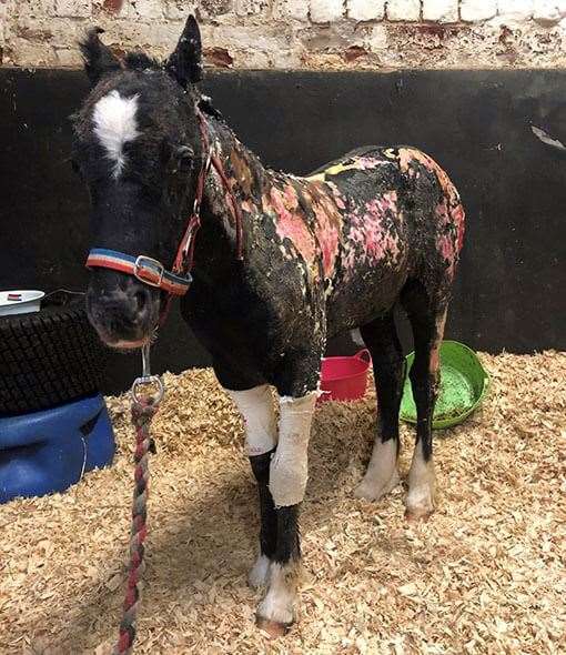 Phoenix on arrival at Redwings. Image supplied by Redwings Horse Sanctuary