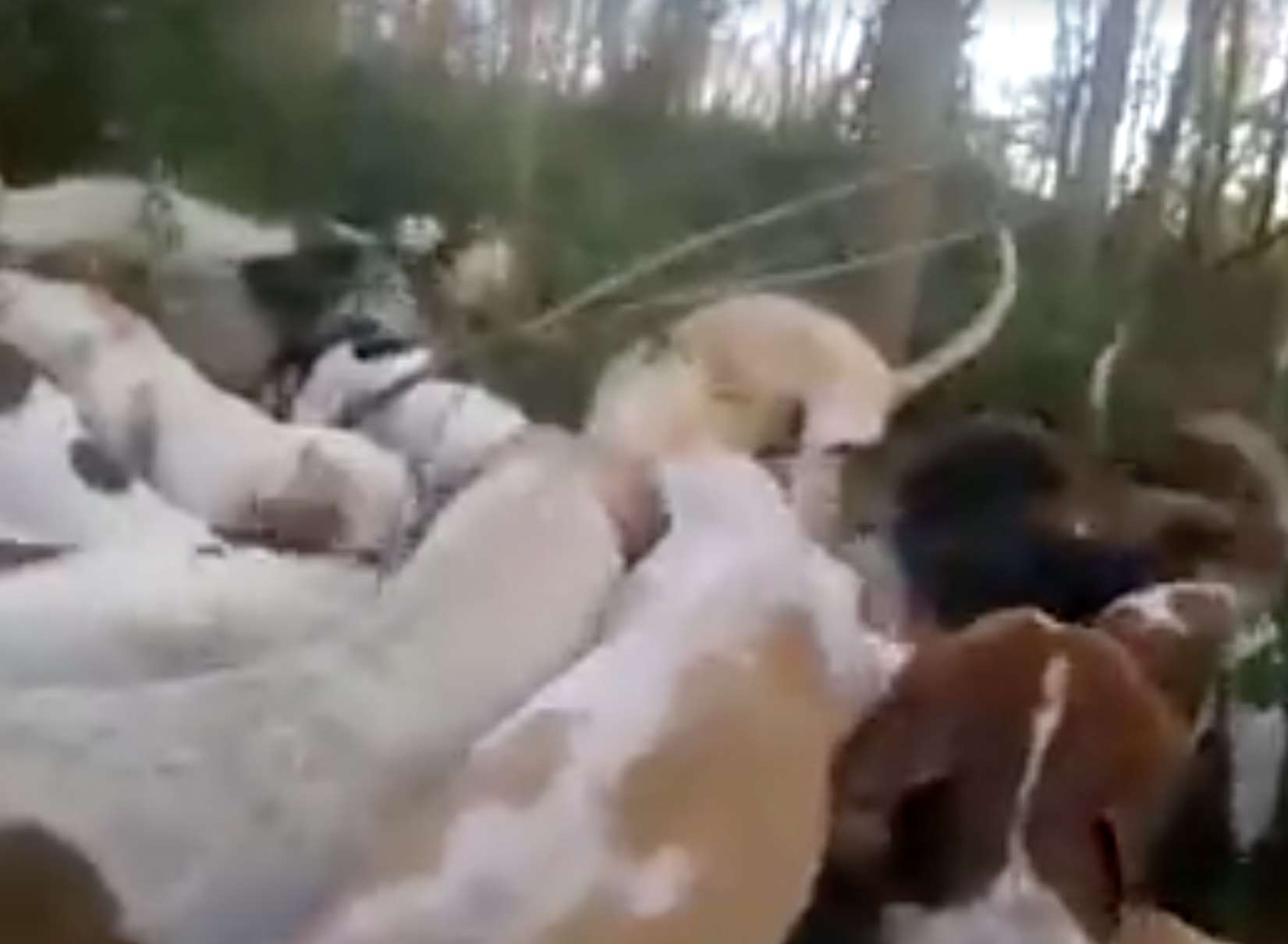 The graphic video taken by the saboteur group appears to show hounds ripping a fox apart