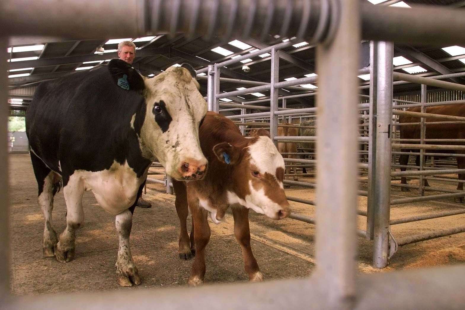 Beef farmers face tariffs on sales to Europe if no Brexit deal is agreed (Owen Humphreys/PA)