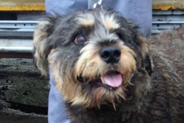 The rescued dog at Dover's Shakespeare Beach. Picture courtesy of Folkestone Coastguard.