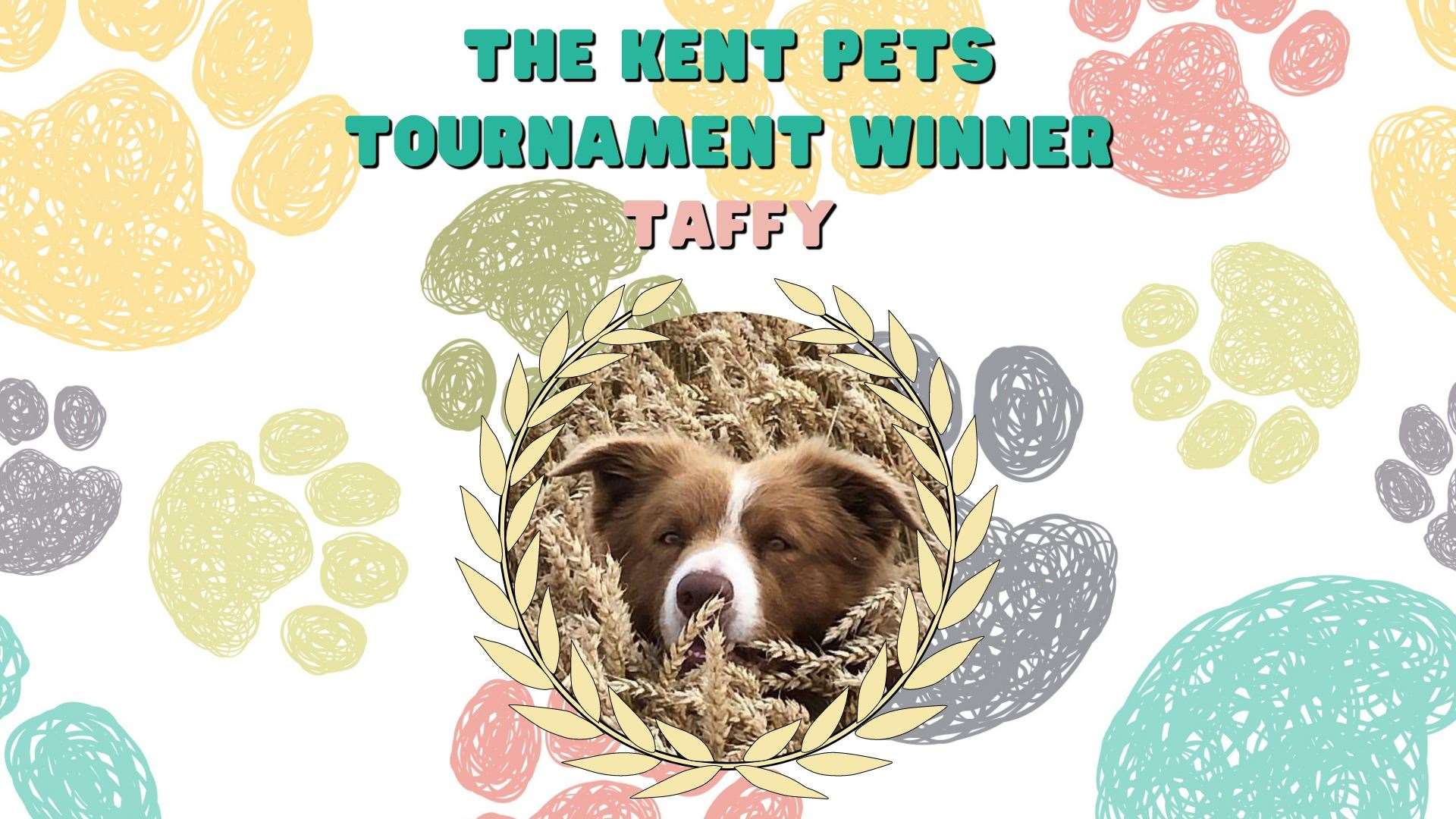 Taffy the Welsh collie is not only December's Pet of The Month, but the overall champion of the Kent Pets Tournament