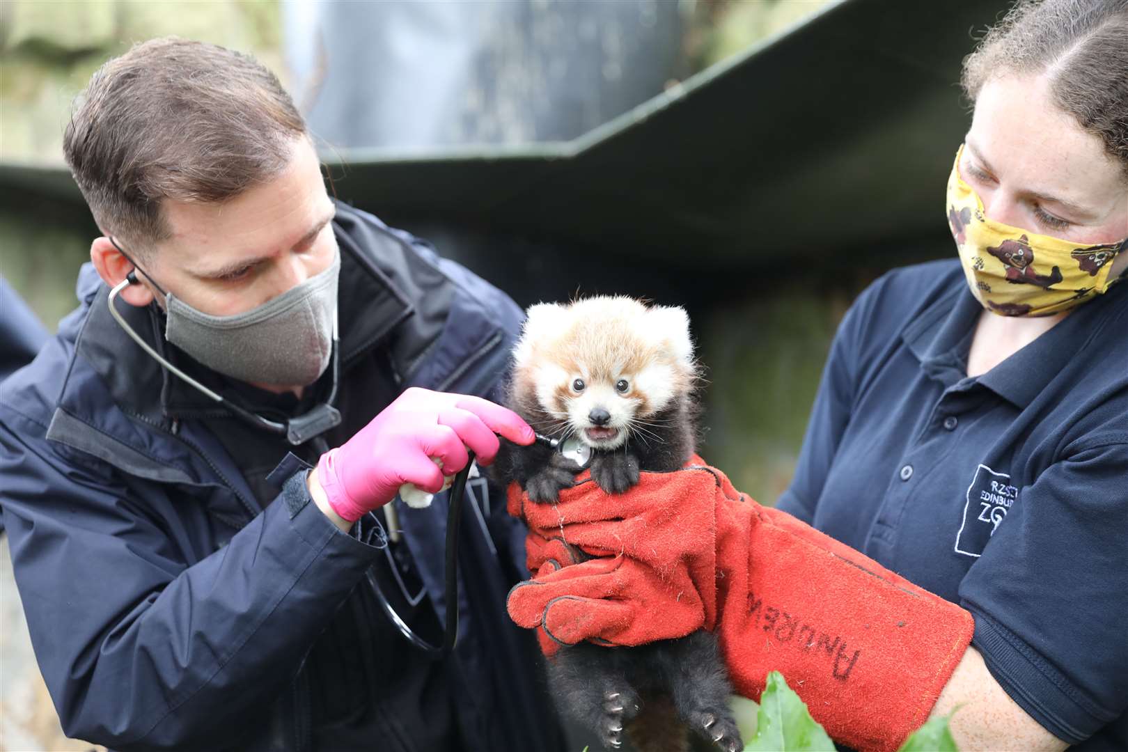 Red panda cub Ruby will stay in her den until she is around four months old (RZSS/PA)