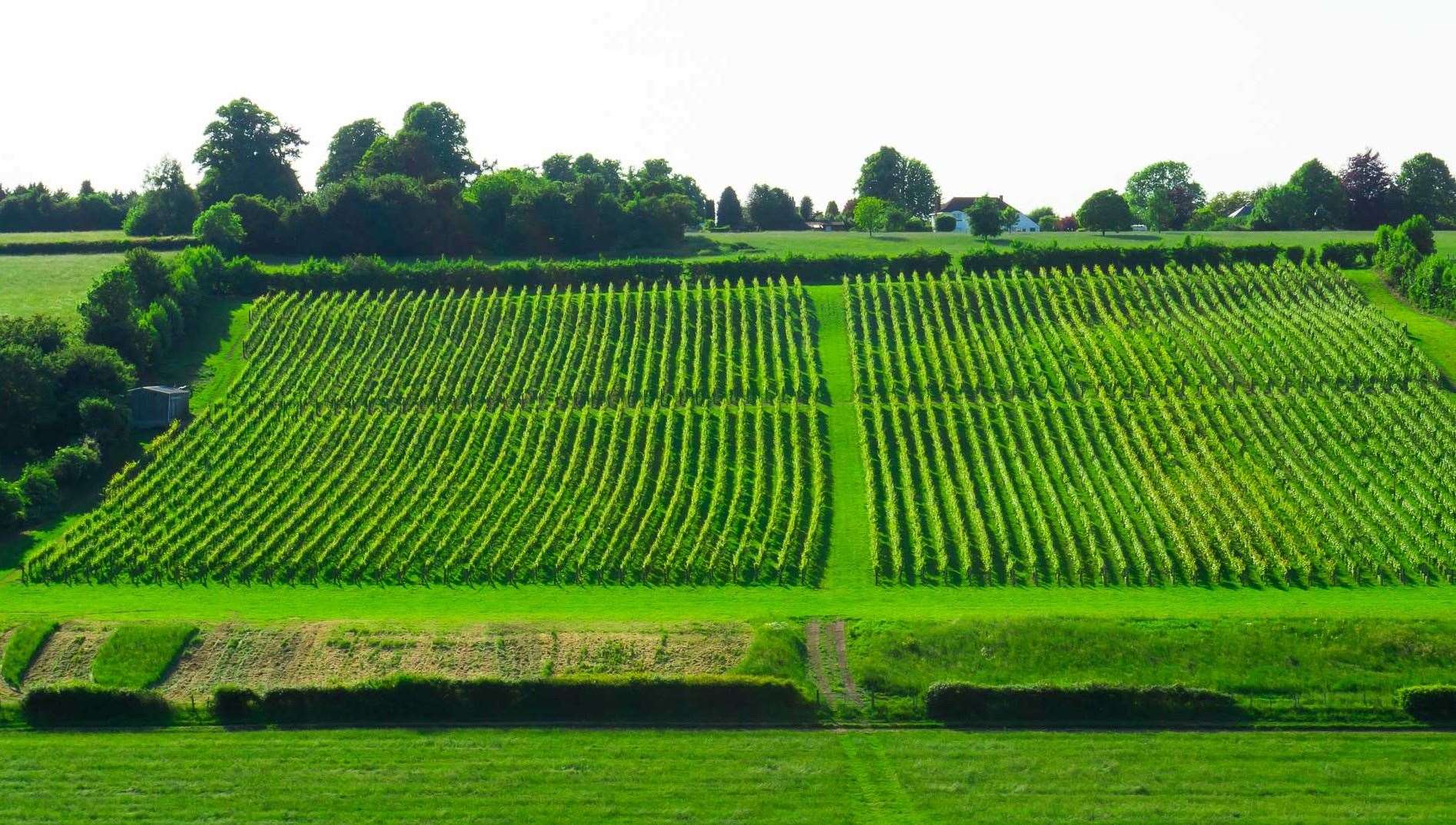 Meopham Valley Vineyard is on Kent's North Downs. Photo: Surinder Bassi