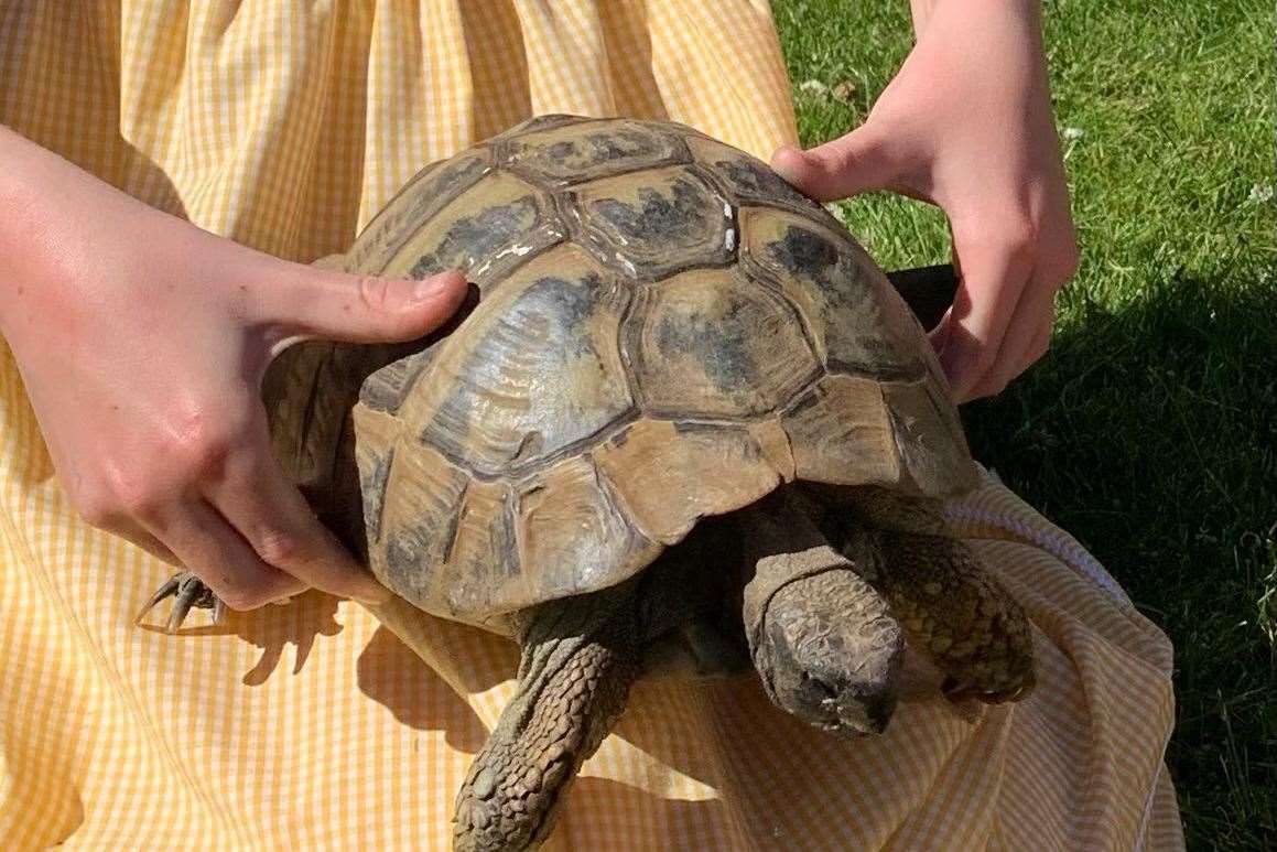 A 74-year-old tortoise named Shellie was stolen from a back garden in Oaks Park in Rough Common, Canterbury. Picture: Diana French