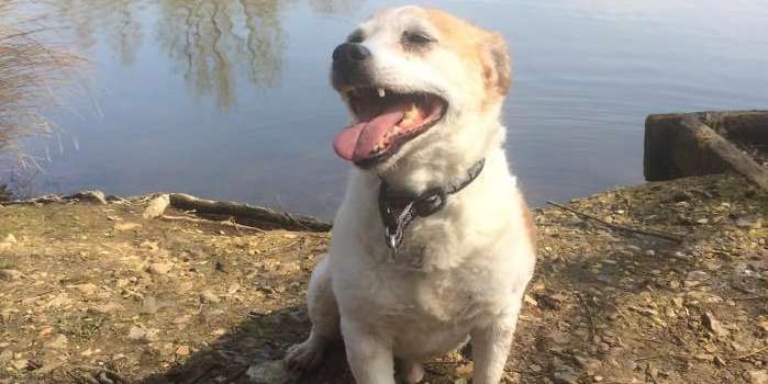 Jack russell Harry caught a line of fishing wire through his lip