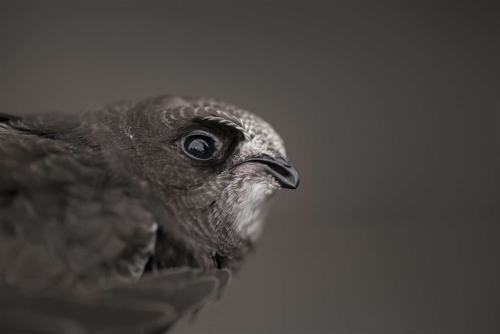 A common swift is among the species to be added to the 2021 red list. Picture: RSPB.