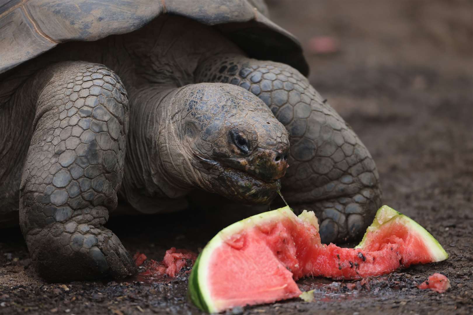 Watermelon was the party food of choice (James Manning/PA)