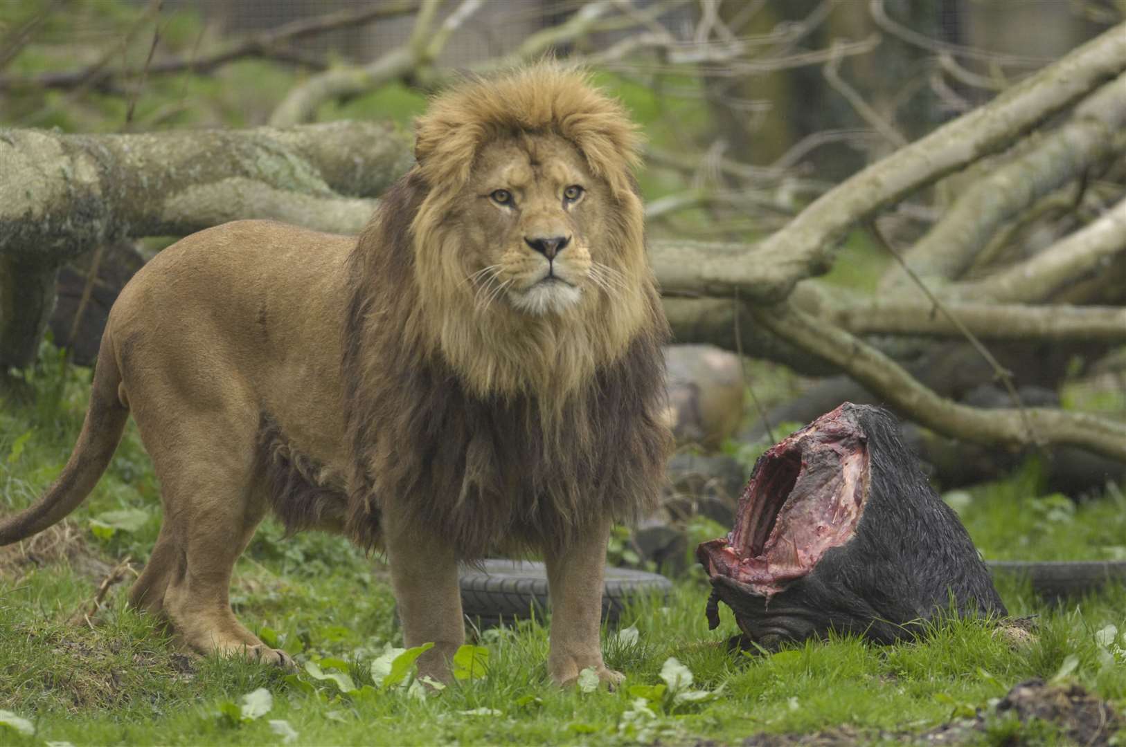 Barbary Lion may not get to see France