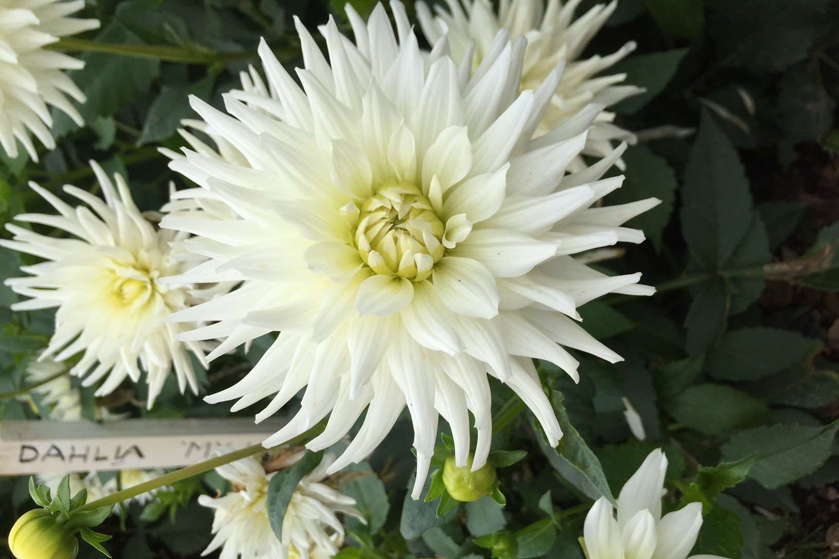 Dahlia 'My Love'