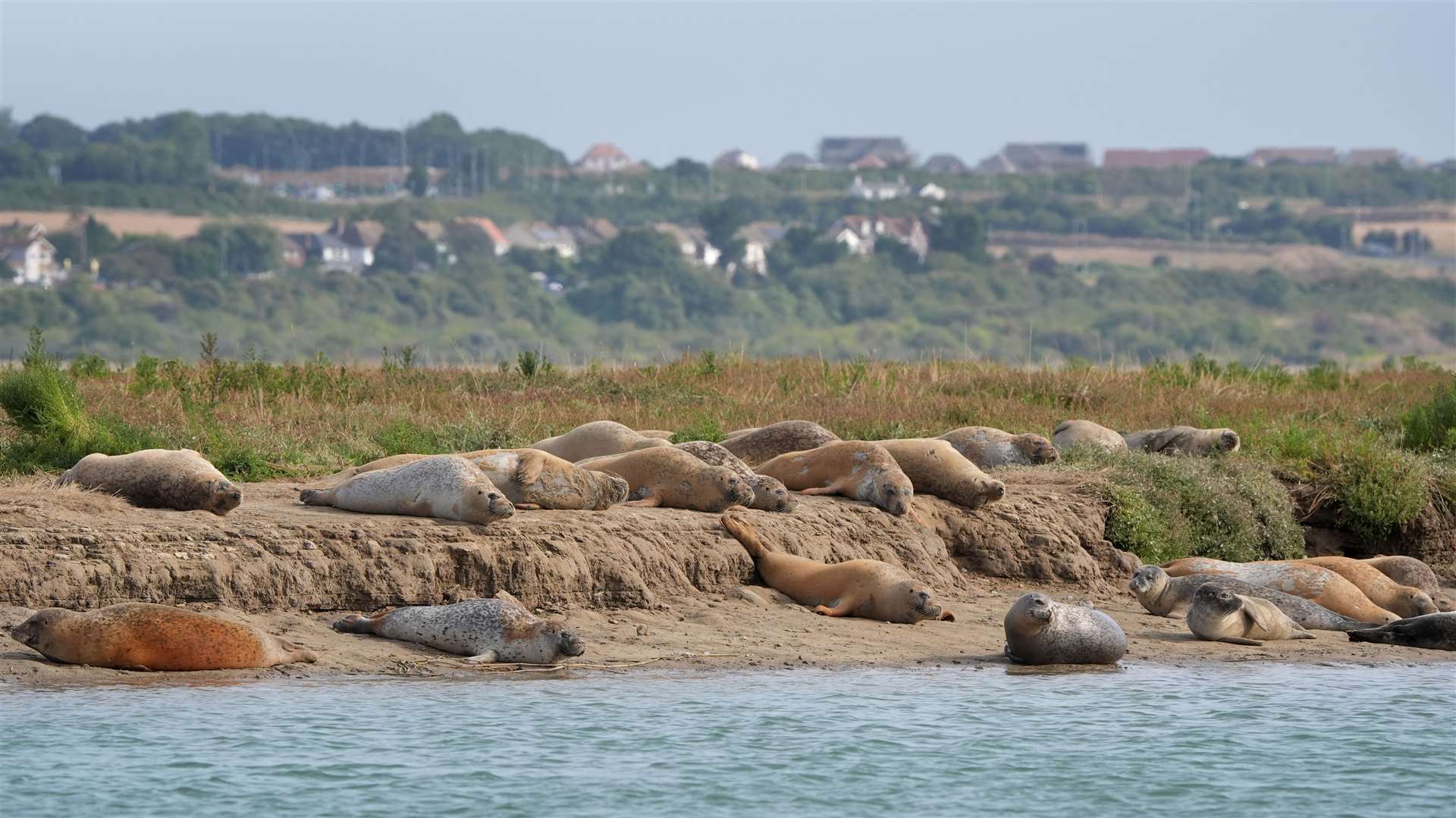 Seals on the banks of the River Stour near Ramsgate in Kent as the Zoological Society of London conducts its annual seal census (Gareth Fuller/PA)