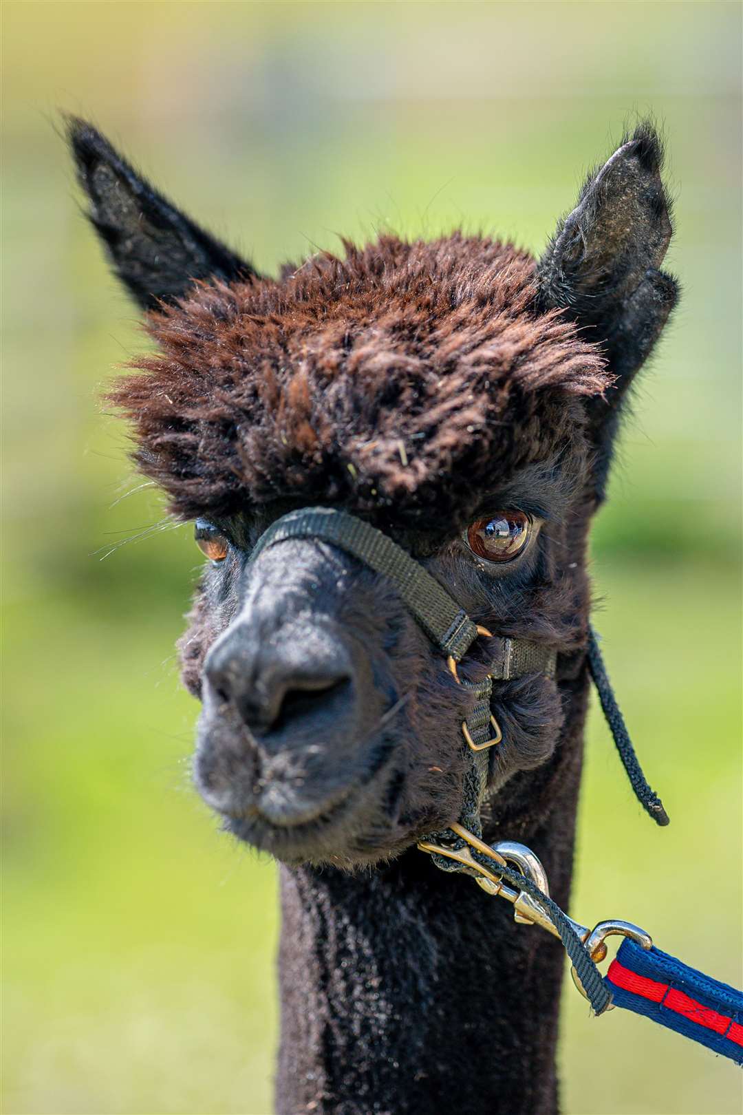 The alpaca is living in isolation at his owner’s farm in Wickwar, South Gloucestershire (Ben Birchall/PA)