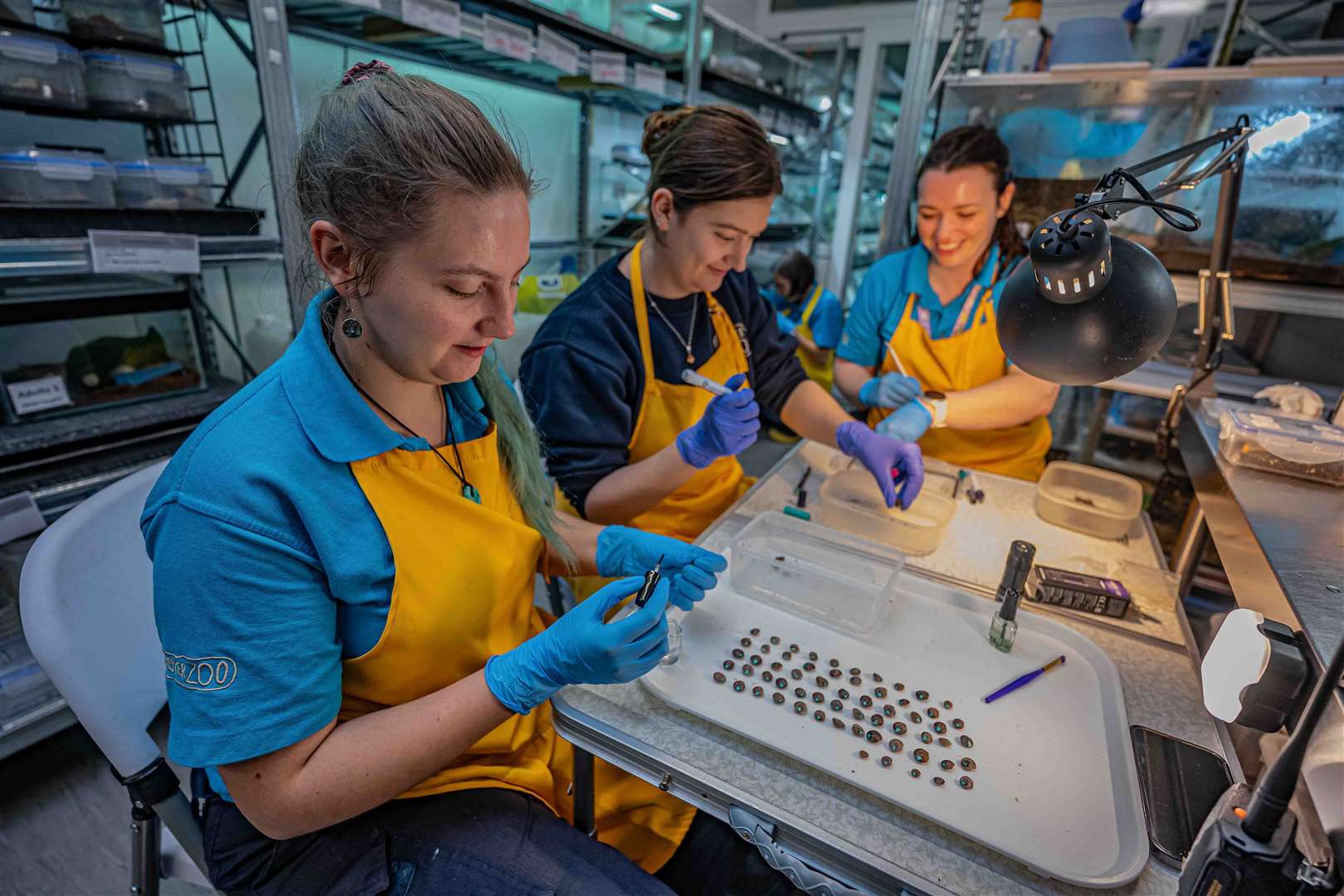 Conservationists spent months devising the perfect breeding conditions for the snails (Chester Zoo)