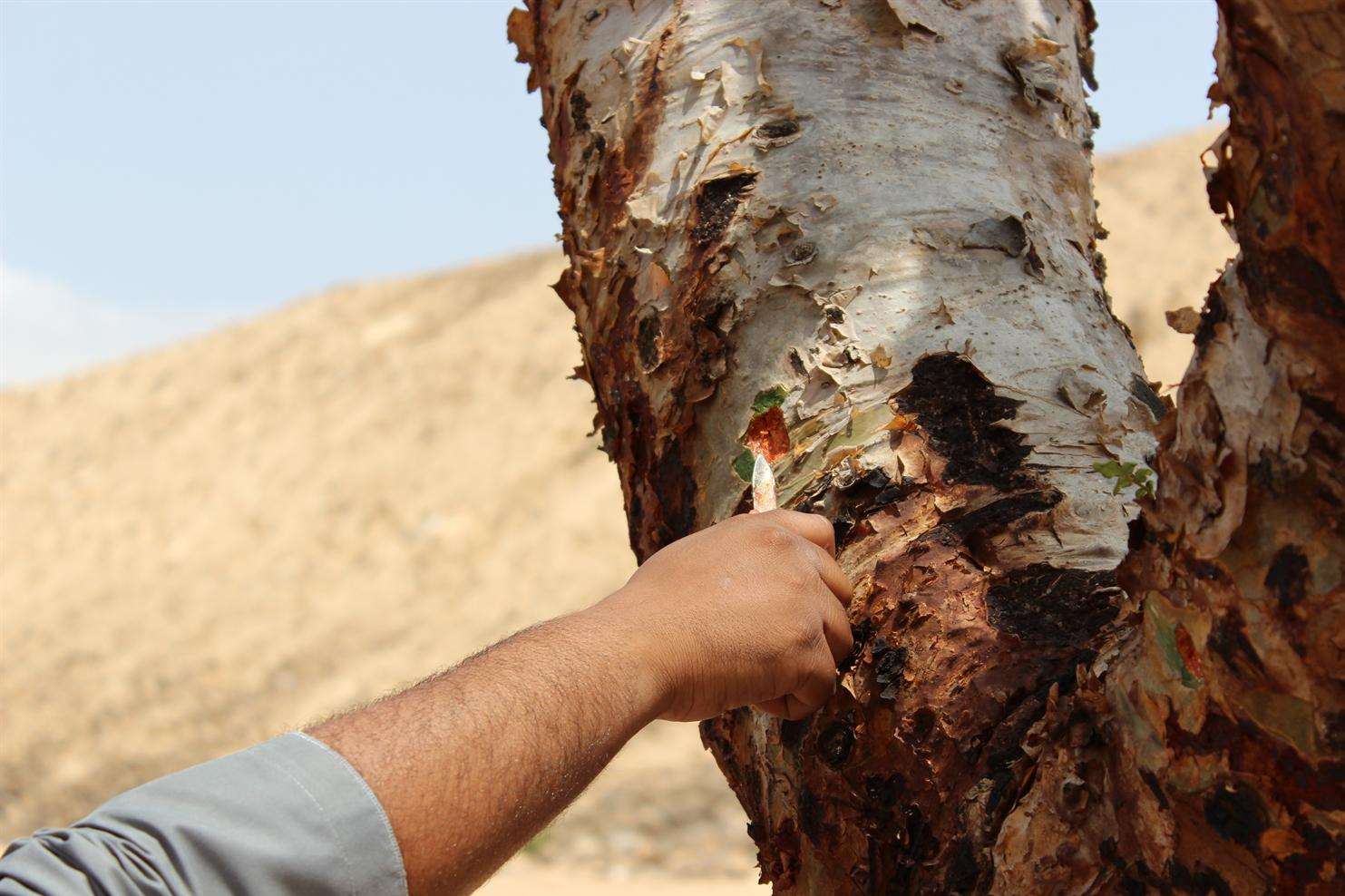 A Frankincense tree is harvested. Picture: Ed McConnell