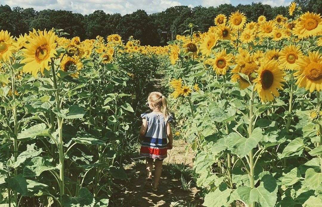 PYO flower patches in Kent this summer where you can pick your own ...