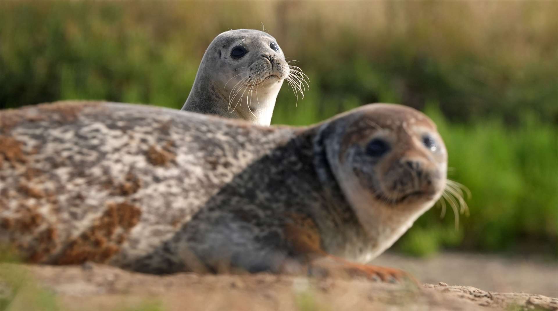 Kent’s boat excursions take passengers out to visit some of the county’s seal colonies. Picture: Gareth Fuller/PA Wire