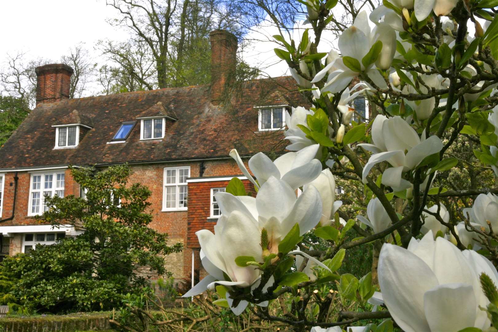 Magnolia at Great Comp Garden (31819349)