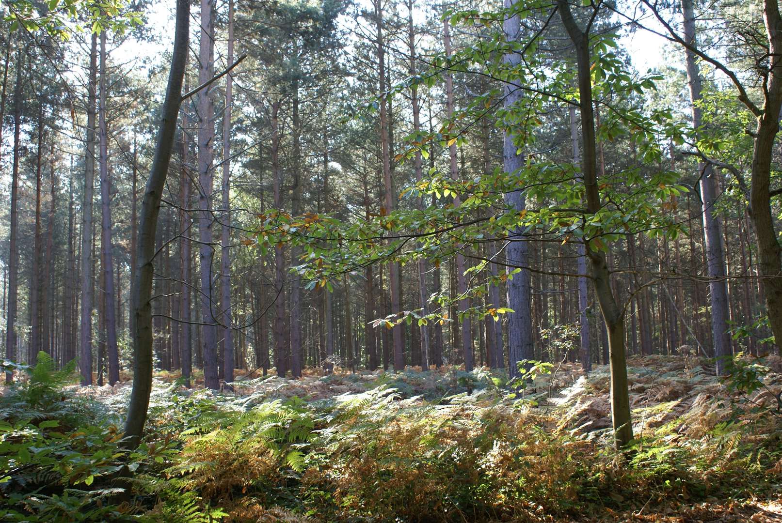 Blean Woods. Picture: Ray Lewis