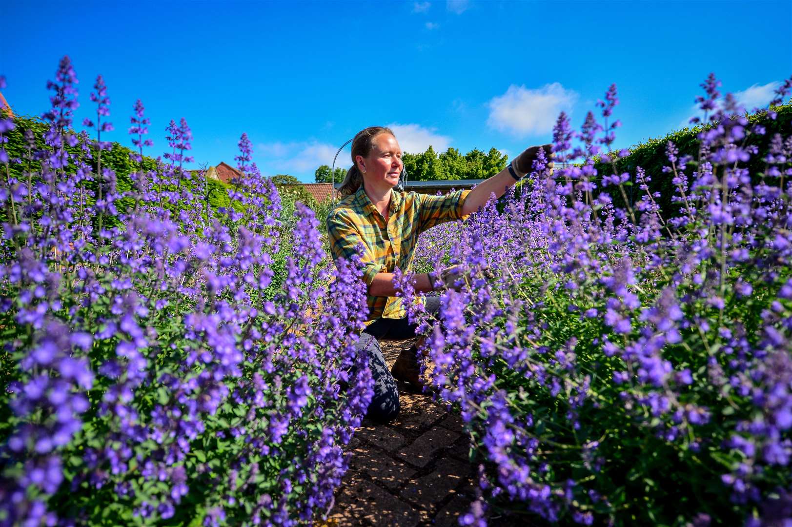 Zelah Cornelius tends to lavender (Ben Birchall/PA)