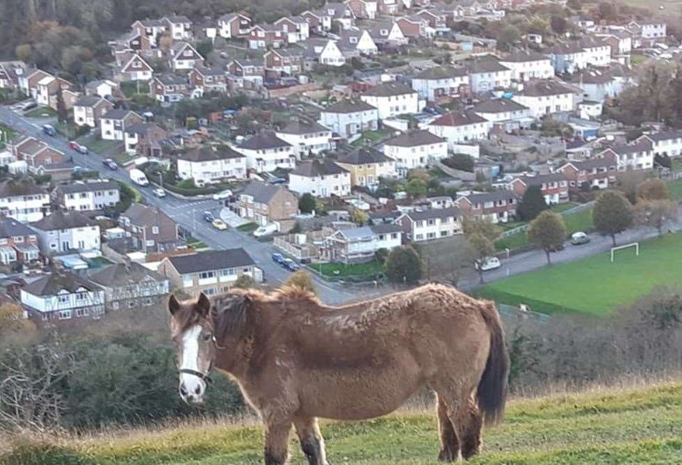 Sam also met some horses while walking in Elms Vale from Whinless Down