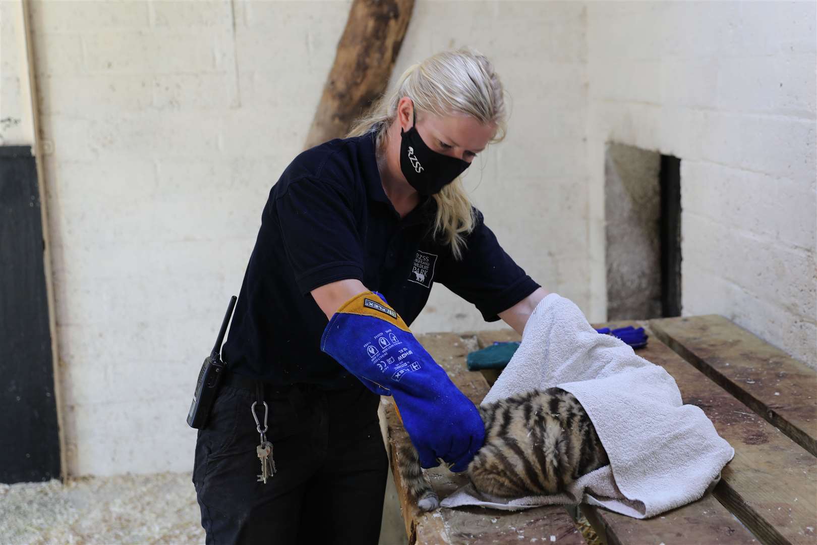 The female Amur tiger undergoes a health check (RZSS/PA)