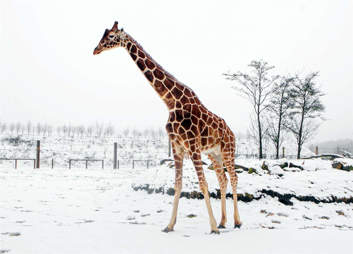 The mammals remain understudied, researchers claim (Danny Lawson/PA)