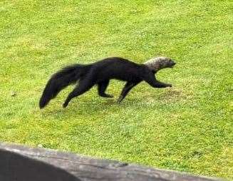 The Tayra was spotted in the West Kingsdown area, miles away from Hemsley Conservation Centre. Picture: Teresa Morris