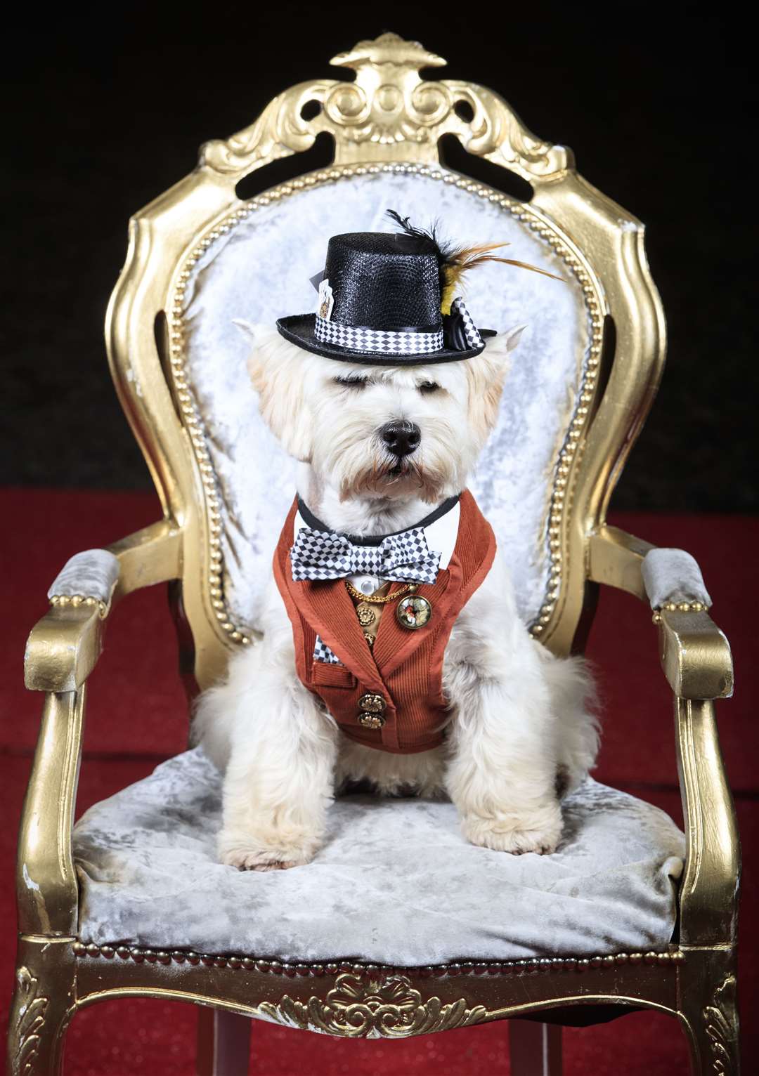 Keegan the West Highland white terrier as the Mad Hatter (Danny Lawson/PA)