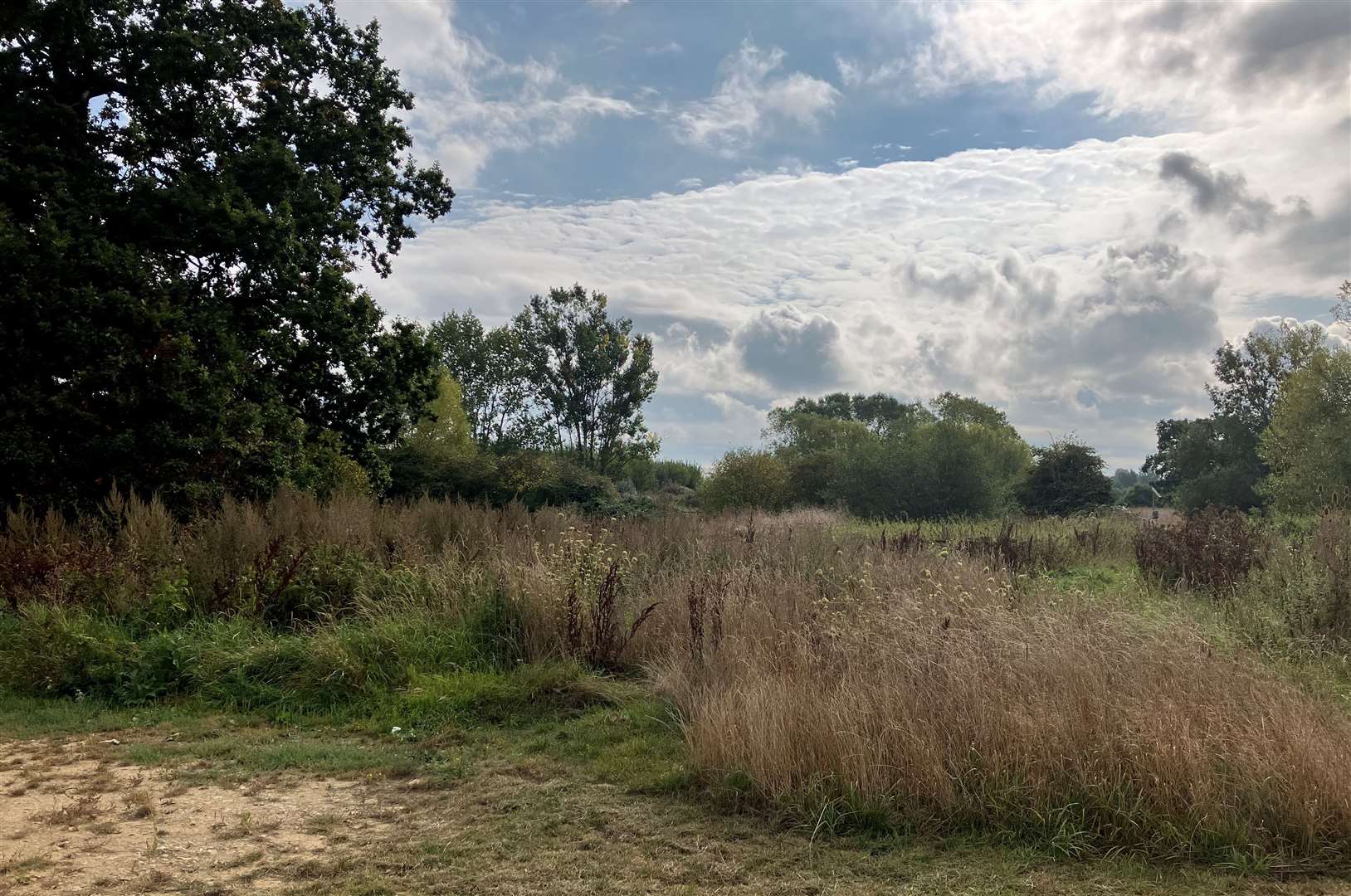 Some of the land set aside as wild habitat at Gooselands - Clock House Farm's site in Yalding