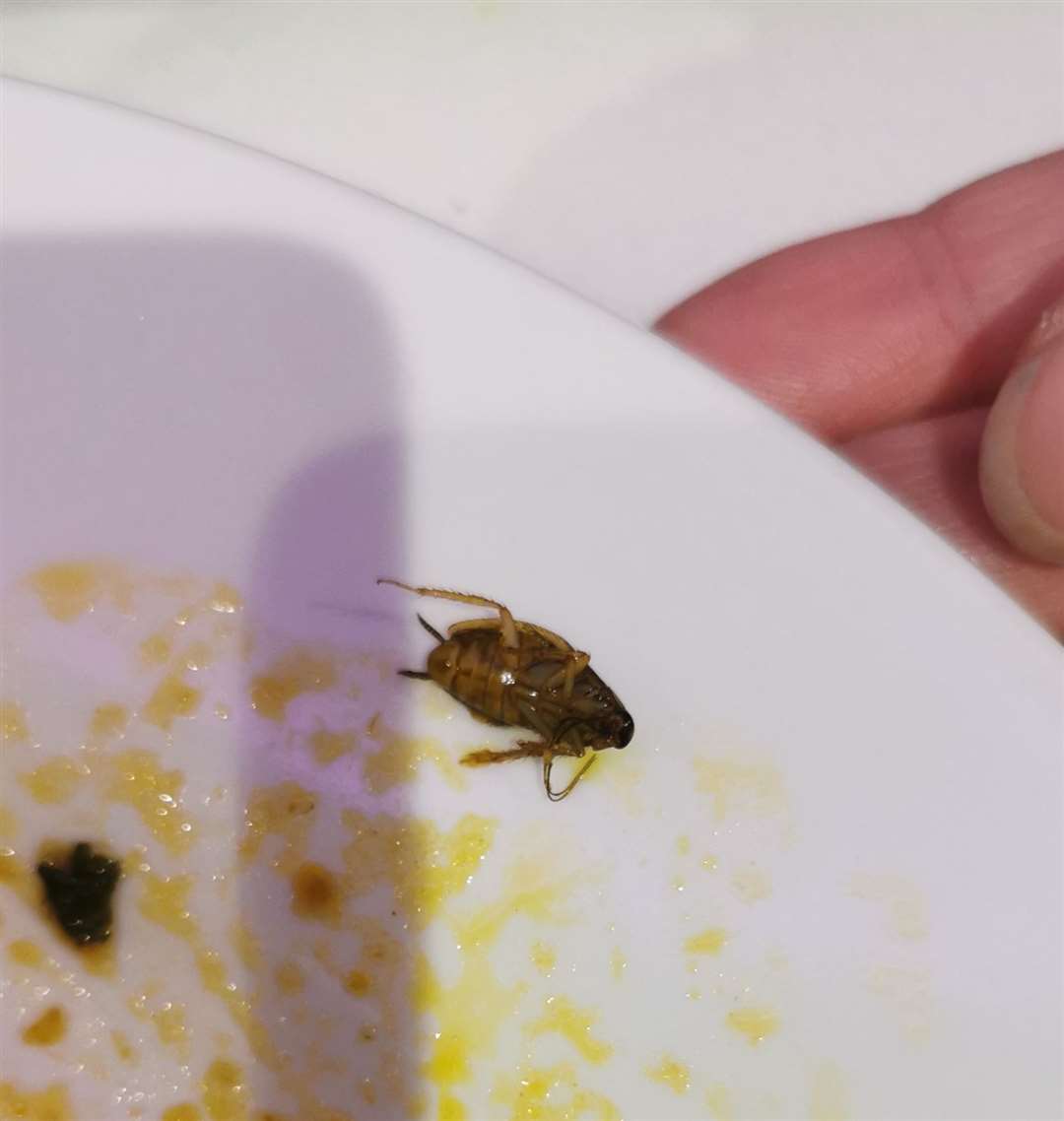 The dead bug, believed to be a cockroach, which was was found on the edge of a plate. Picture: Aidan Jefferson