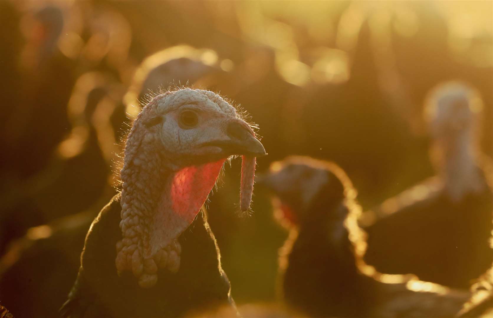 A bird flu outbreak has been detected at a turkey fattening farm in North Allerton, Yorkshire (Niall Carson/PA) 