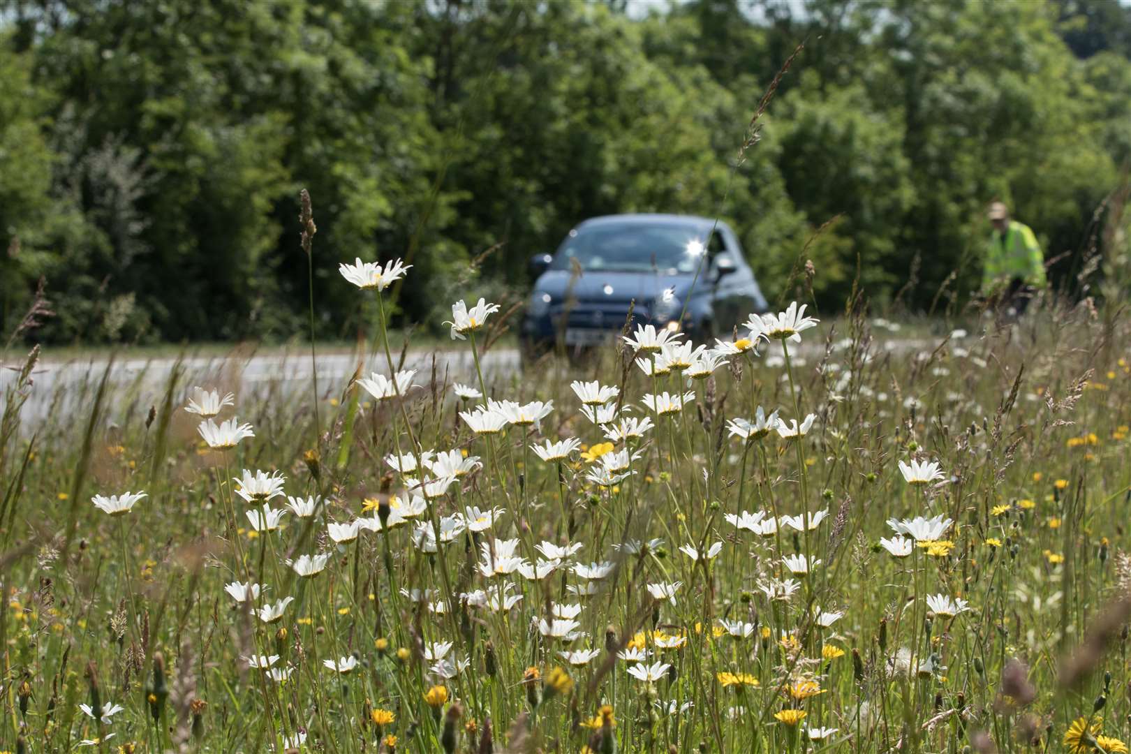 Roadside verges are an overlooked but important habitat for wildflowers (Joss Barratt/Plantlife/PA)