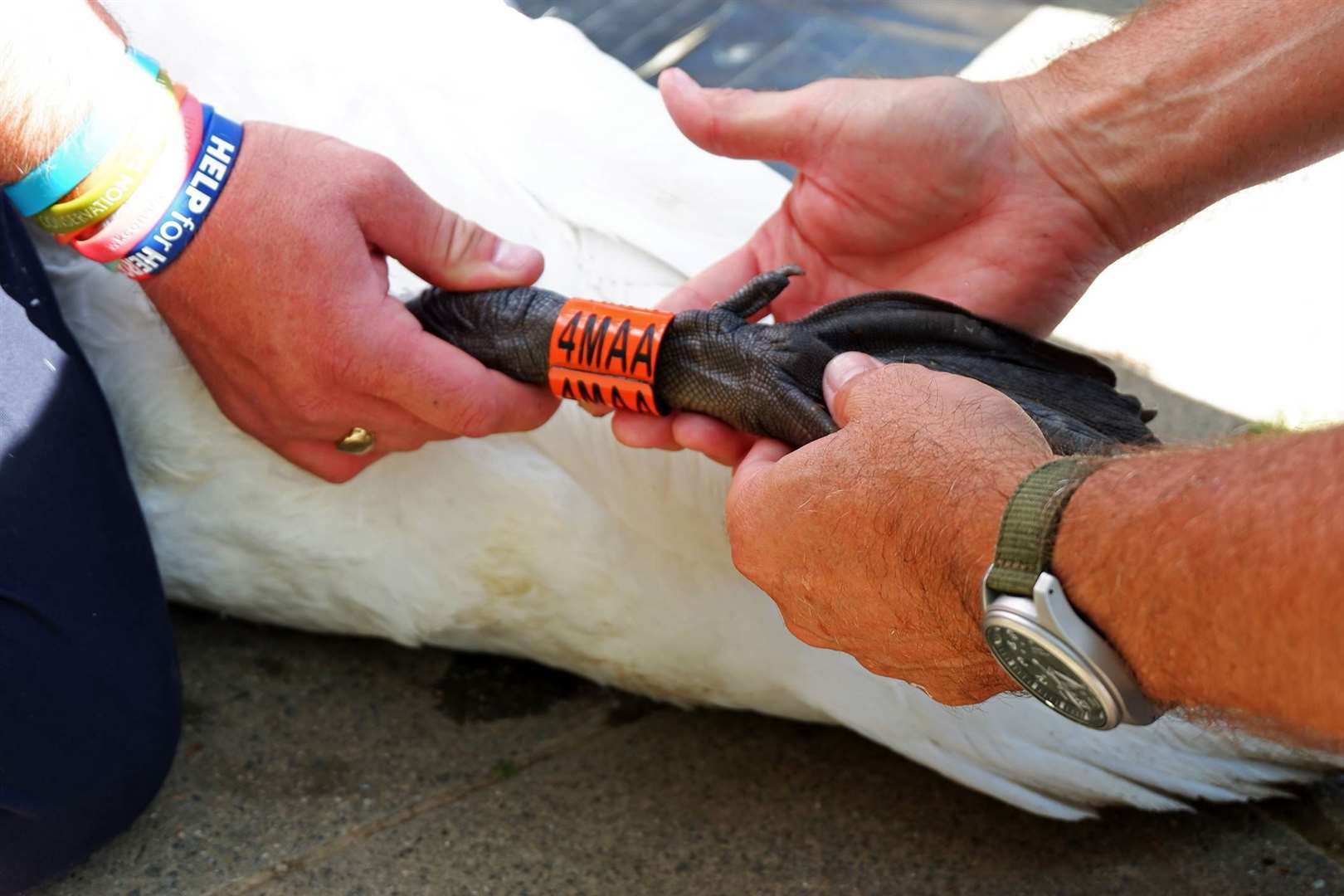 Another swan is ringed