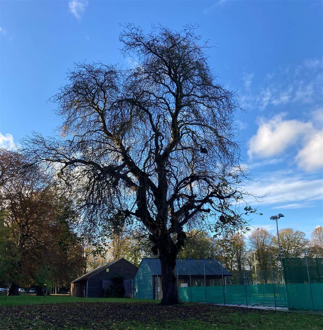 The tree in Faversham's recreation ground is thought to be at least 156 years old