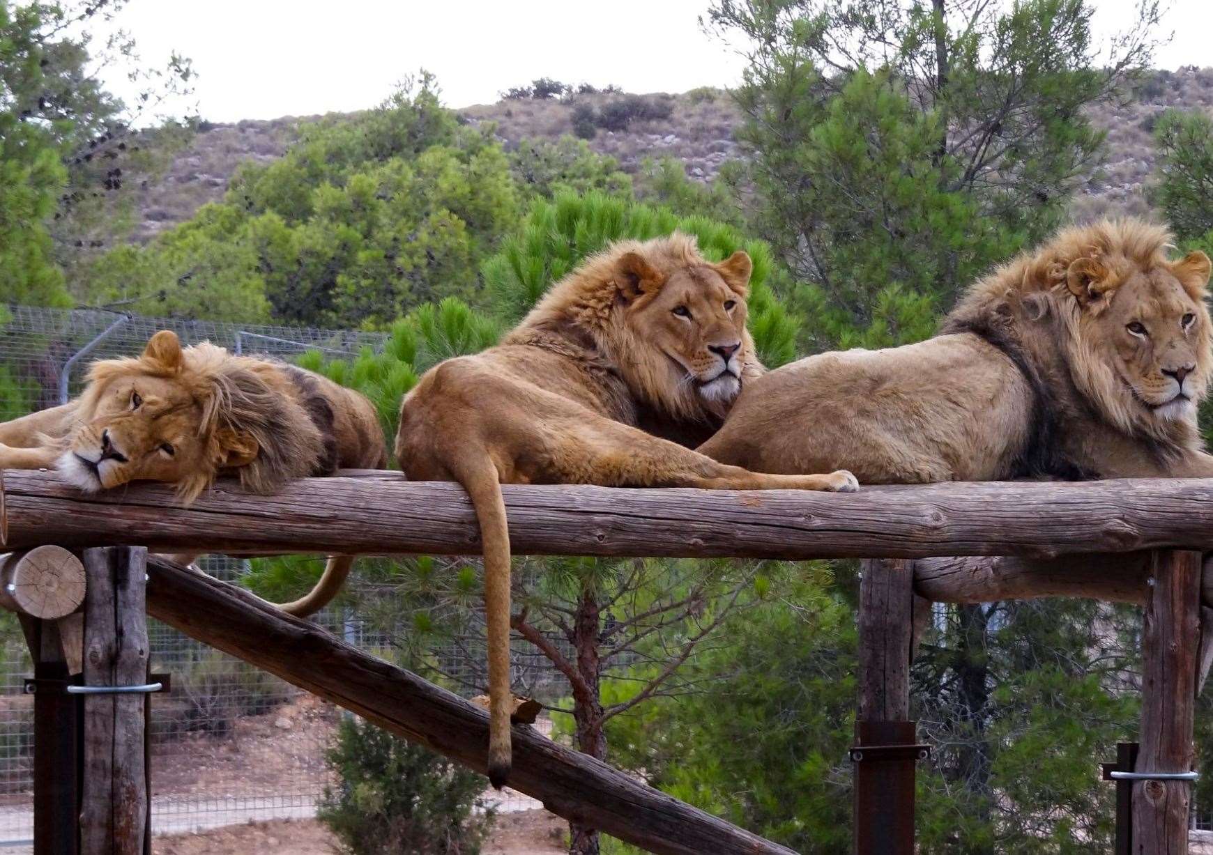 Anthares, Mojito and Tintín have been rescued and will come to live at Port Lympne. Picture: AAP Animal Advocacy and Protection