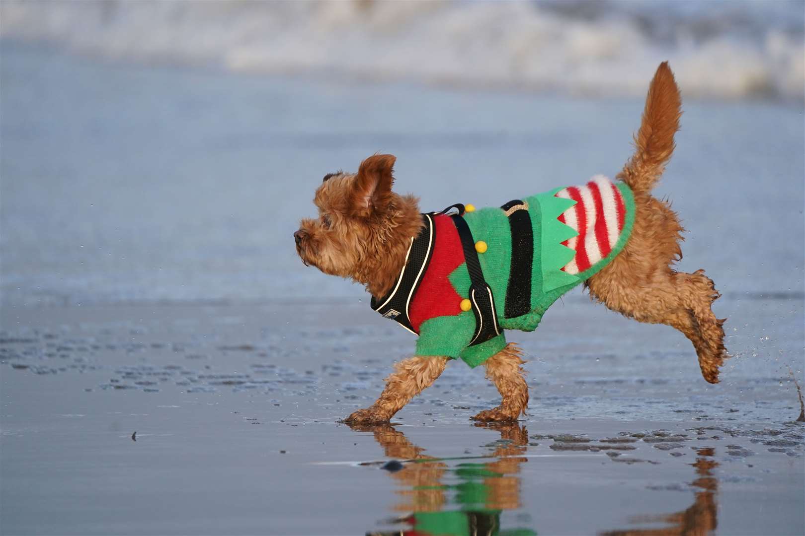 A dog wearing a Christmas jumper runs along the sand at Portobello Beach in Edinburgh (Andrew Milligan/PA)