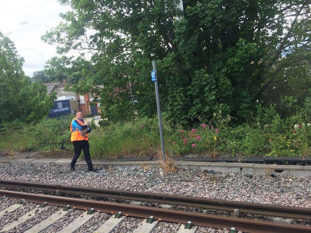 The driver of the train stopped it before getting off to rescue the dog. Picture: Alexandra Falcsik (12010780)