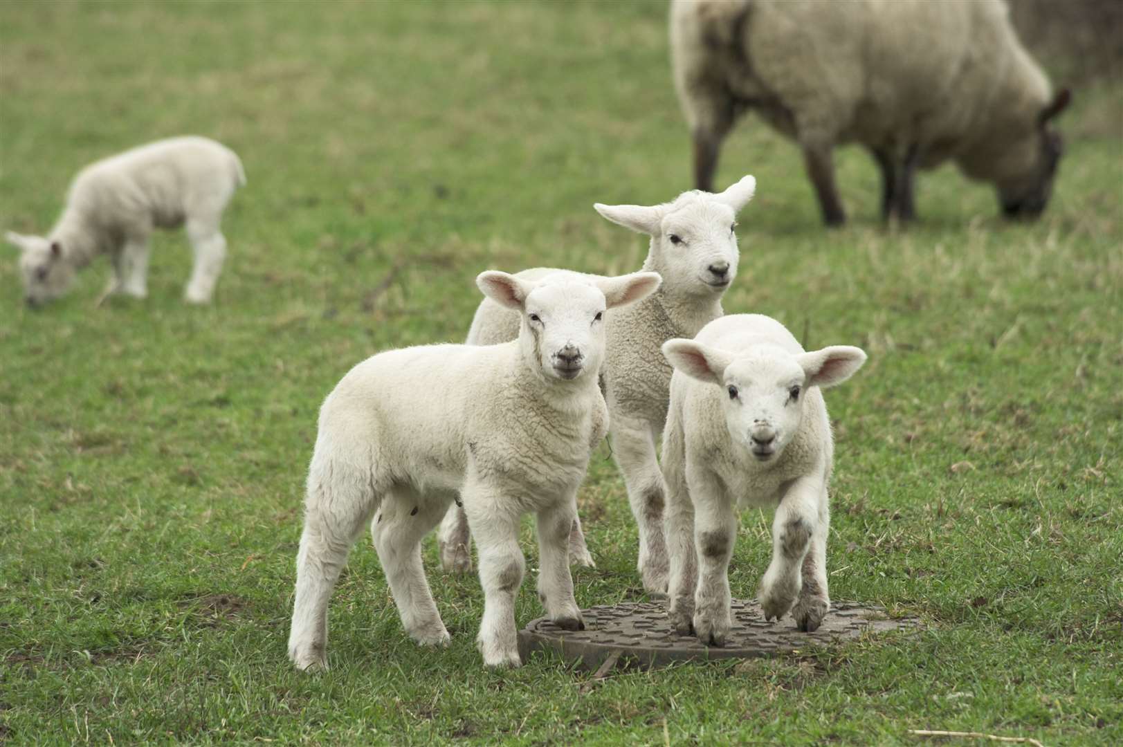 A couple of lambs were treated for smoke inhalation but sadly one died. Stock picture