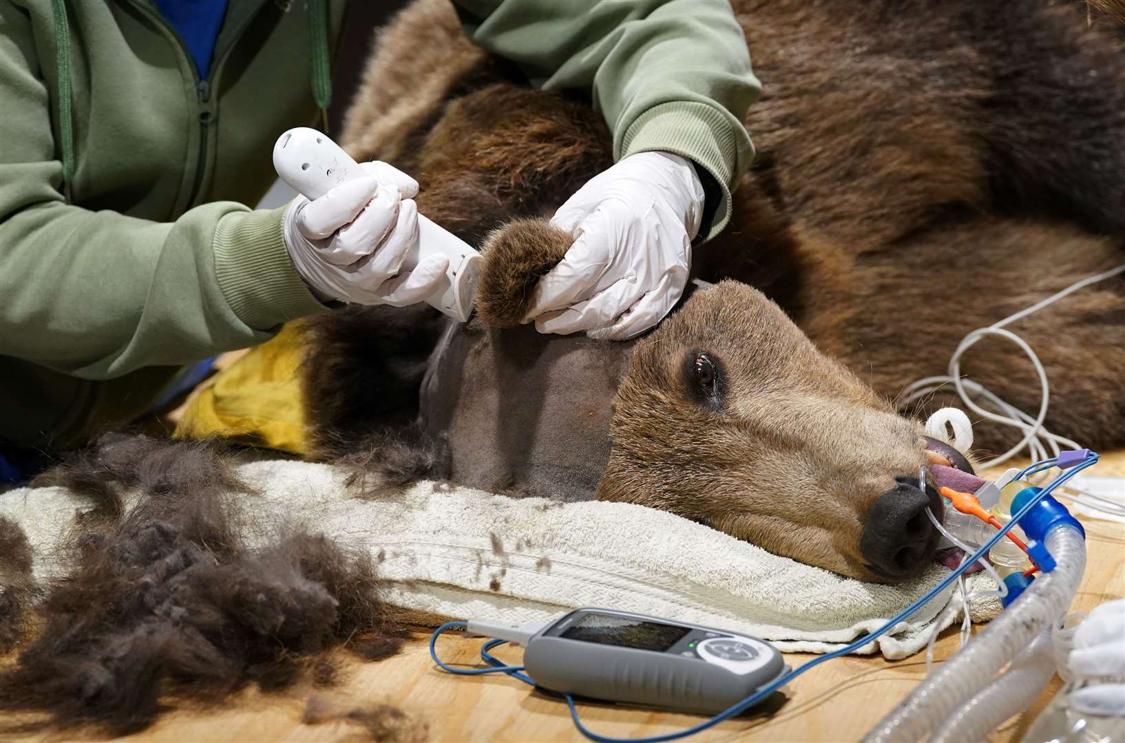 Boki had his head shaved for the operation (Gareth Fuller/PA)