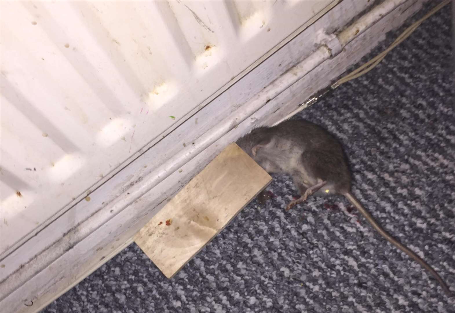 Mum complains about rats in Keswick Court