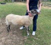 Volunteers at Retreat into Wonderland have been left upset after a pair of sheep were mysteriously injured at the site in Herne Bay. Picture: Retreat into Wonderland