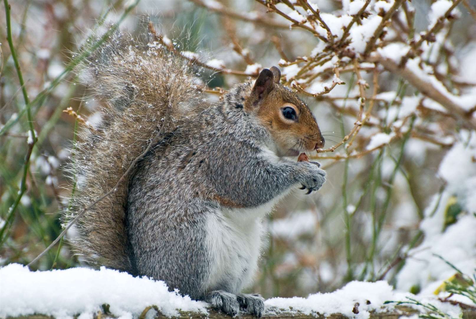 The chances of a white Christmas is bet on every year