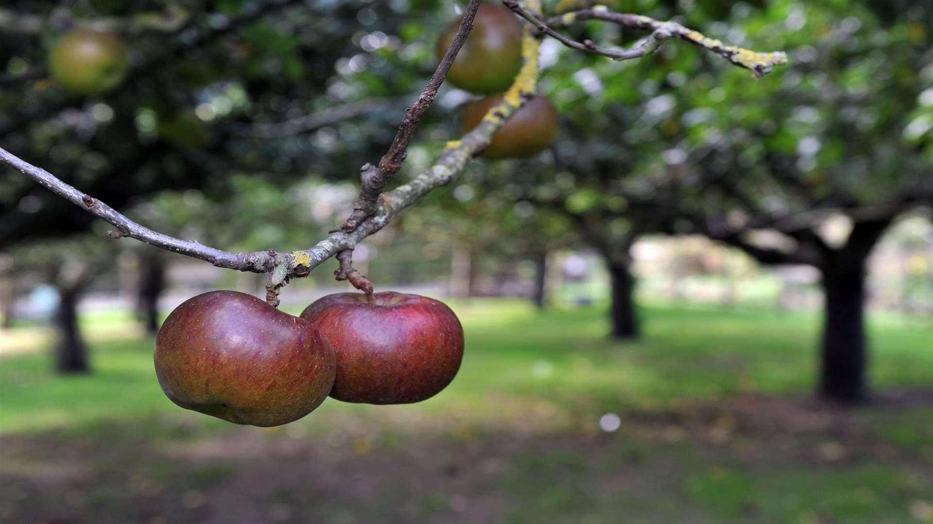 Apple and Cider Fayre at Kent Life