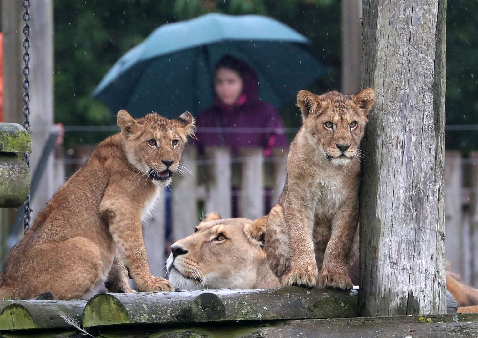 Lion cubs in their reserve (Andrew Milligan/PA)